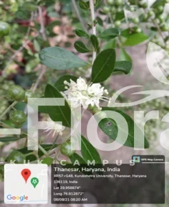 Read more about the article Lawsonia inermis L.