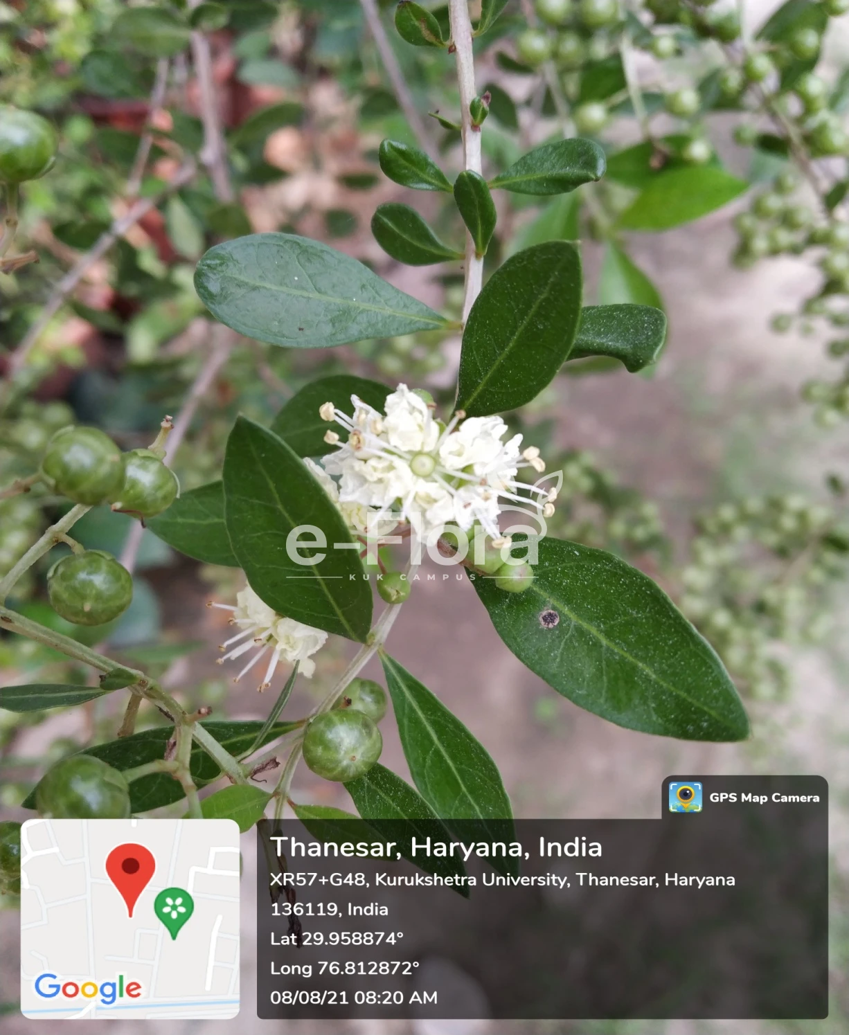 You are currently viewing Lawsonia inermis L.