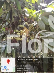 Read more about the article Litchi chinensis Sonn.