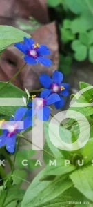 Read more about the article Lysimachia arvensis (L.) U. Manns & Anderb.