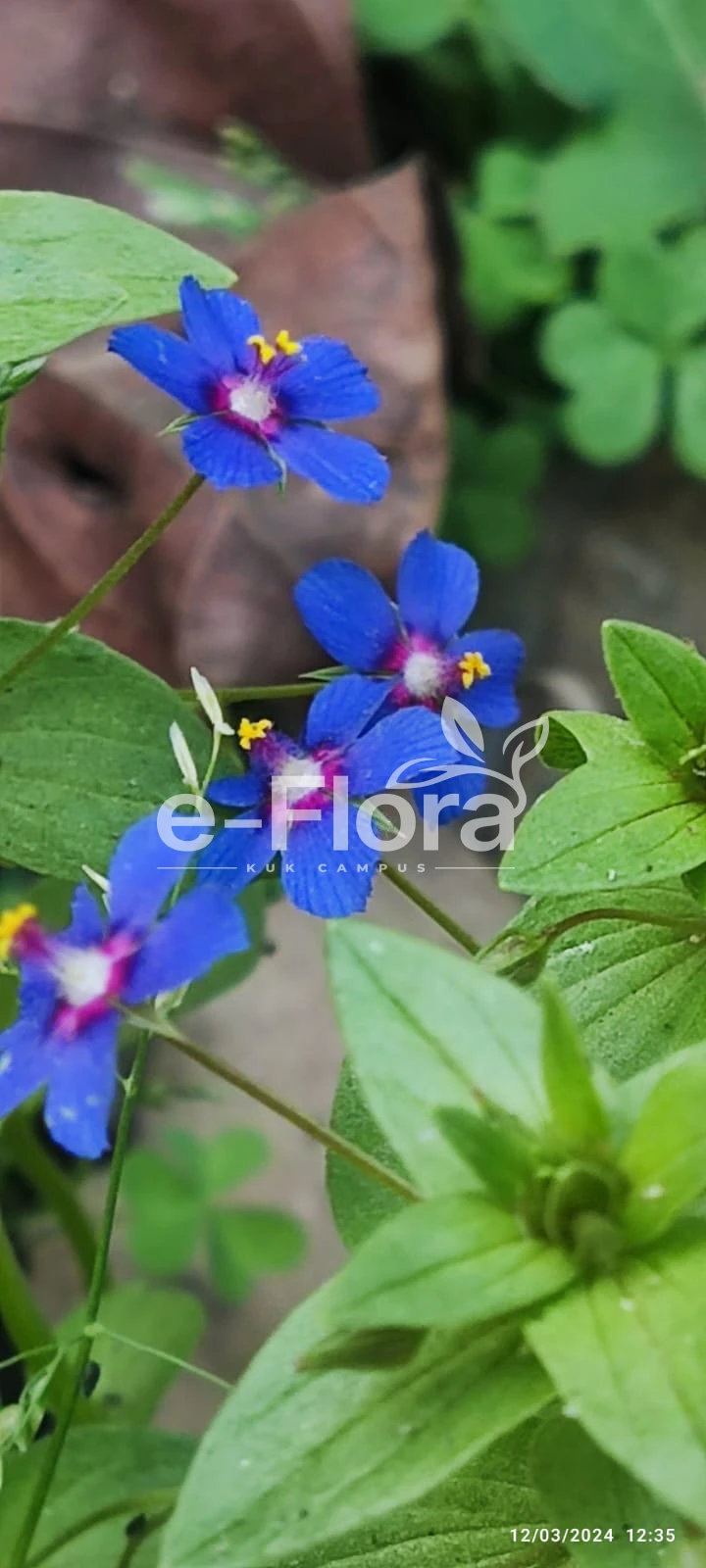 You are currently viewing Lysimachia arvensis (L.) U. Manns & Anderb.