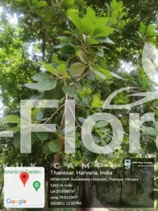 Read more about the article Madhuca longifolia var. latifolia (Roxb.) A.Chev.
