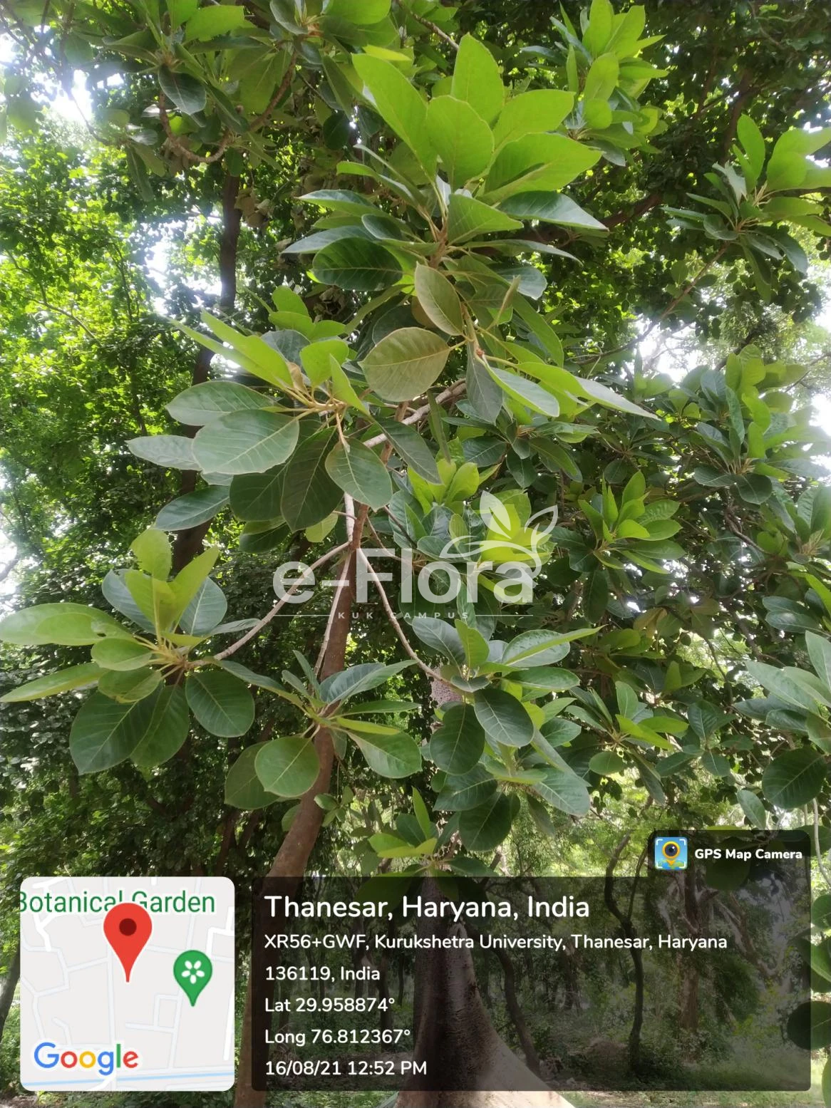 You are currently viewing Madhuca longifolia var. latifolia (Roxb.) A.Chev.