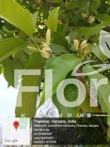 Read more about the article Magnolia champaca (L.) Baill. ex Pierre