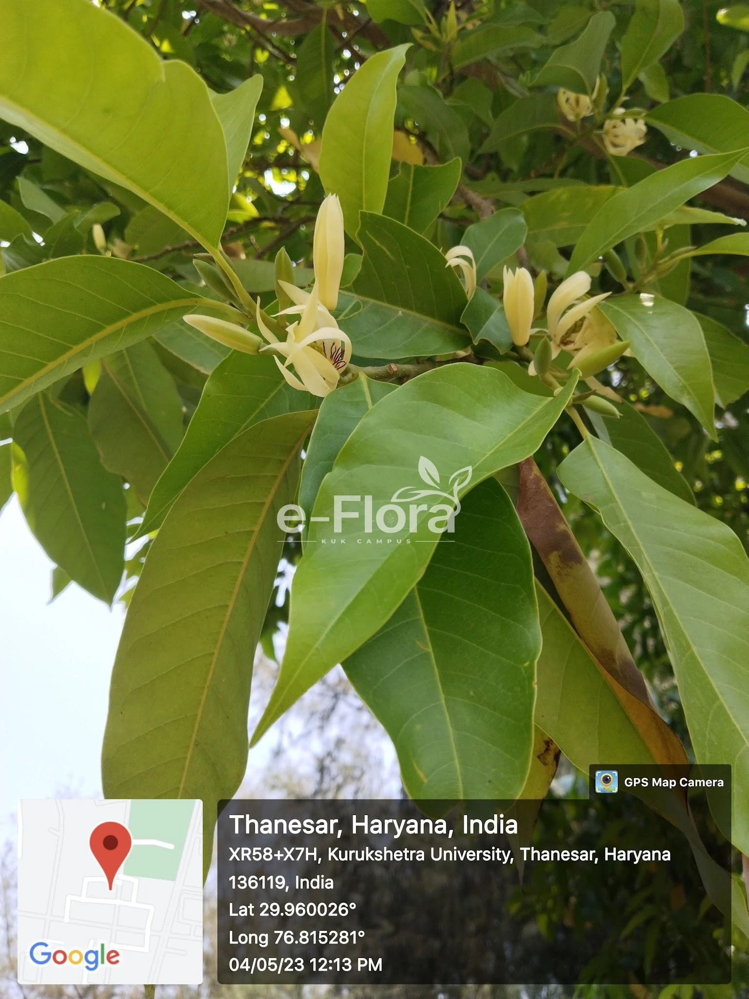 You are currently viewing Magnolia champaca (L.) Baill. ex Pierre