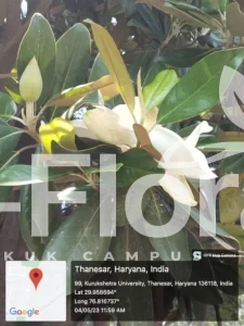 Read more about the article Magnolia grandiflora L.