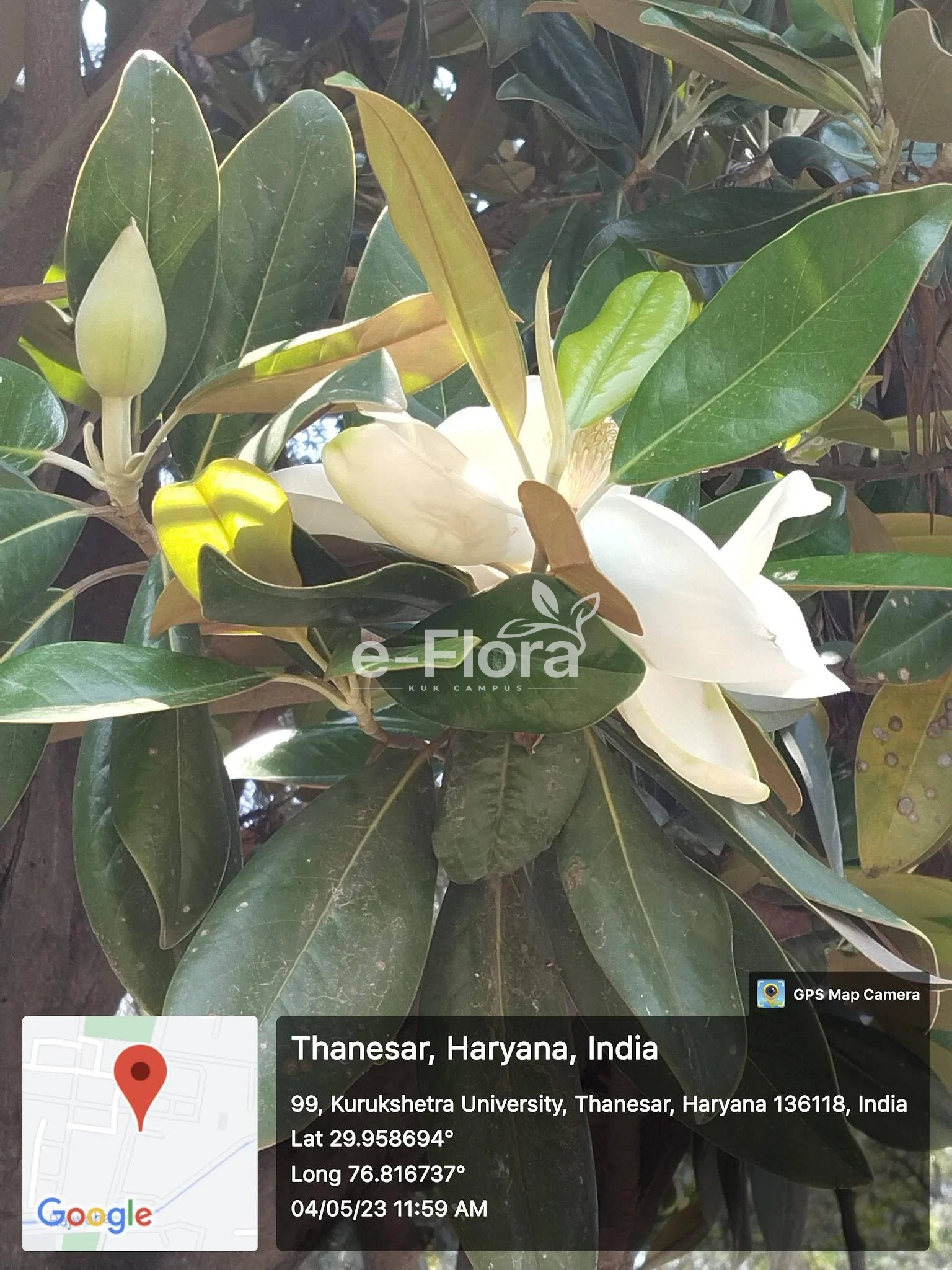 You are currently viewing Magnolia grandiflora L.