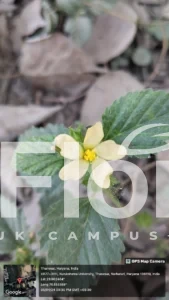 Read more about the article Malvastrum coromandelianum (L.) Garcke