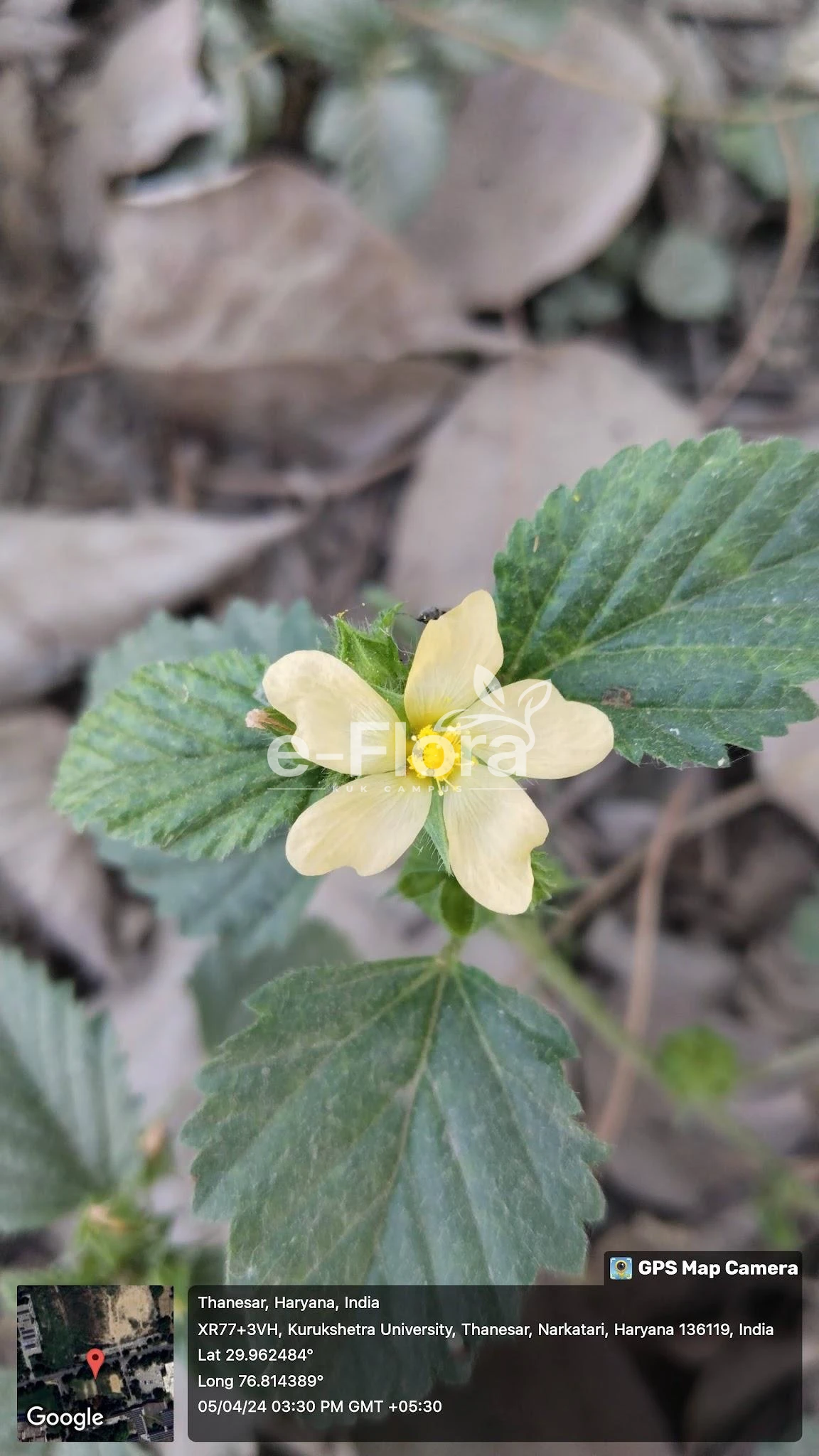 You are currently viewing Malvastrum coromandelianum (L.) Garcke