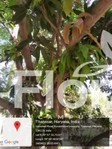 Read more about the article Mangifera indica L. 