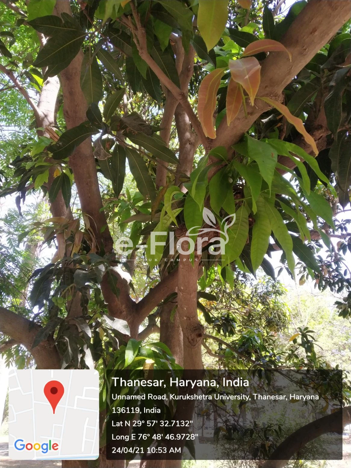 You are currently viewing Mangifera indica L. 