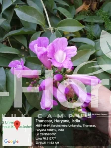 Read more about the article Mansoa alliacea (Lam.) A.H.Gentry