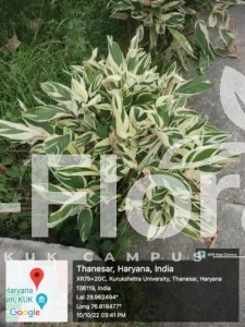 Read more about the article Maranta arundinacea L.