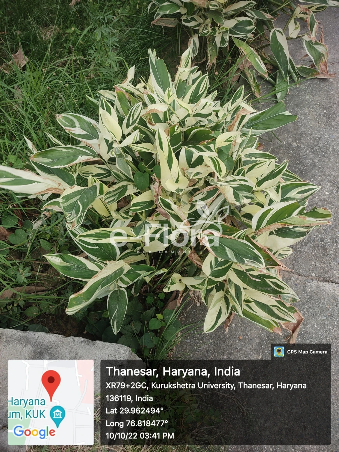 You are currently viewing Maranta arundinacea L.