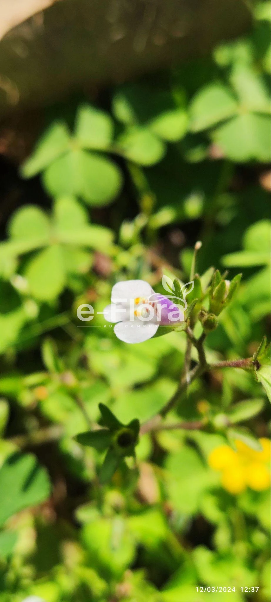 You are currently viewing Mazus pumilus var. pumilus (Thunb.) Kuntze