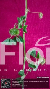 Read more about the article Medicago polymorpha L.
