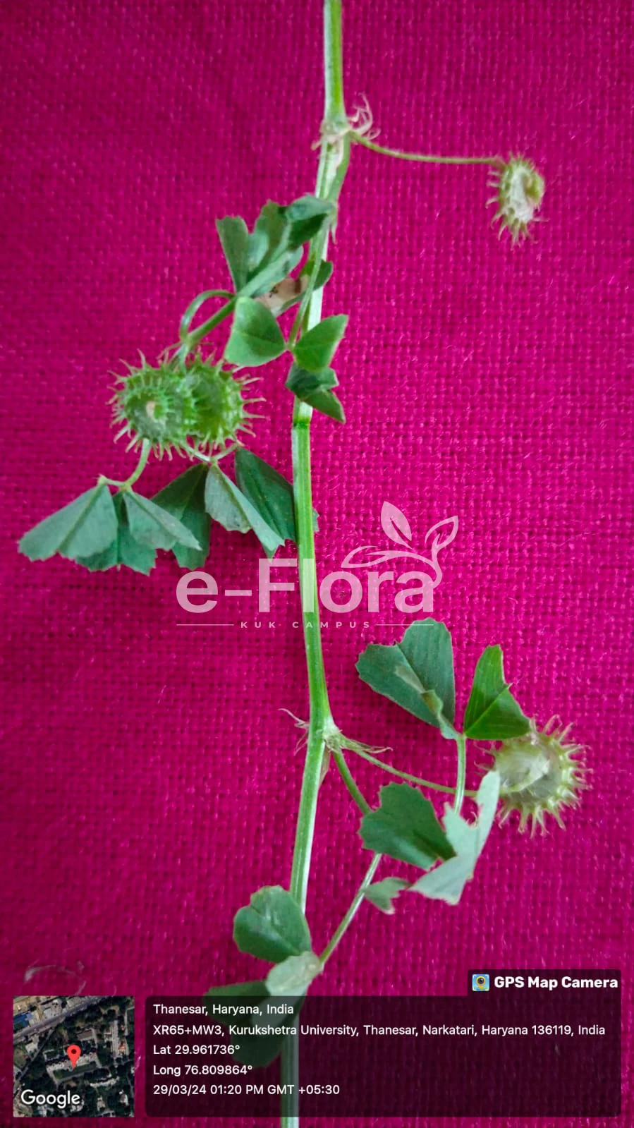 You are currently viewing Medicago polymorpha L.