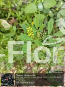Read more about the article Melilotus indicus (L.) All.