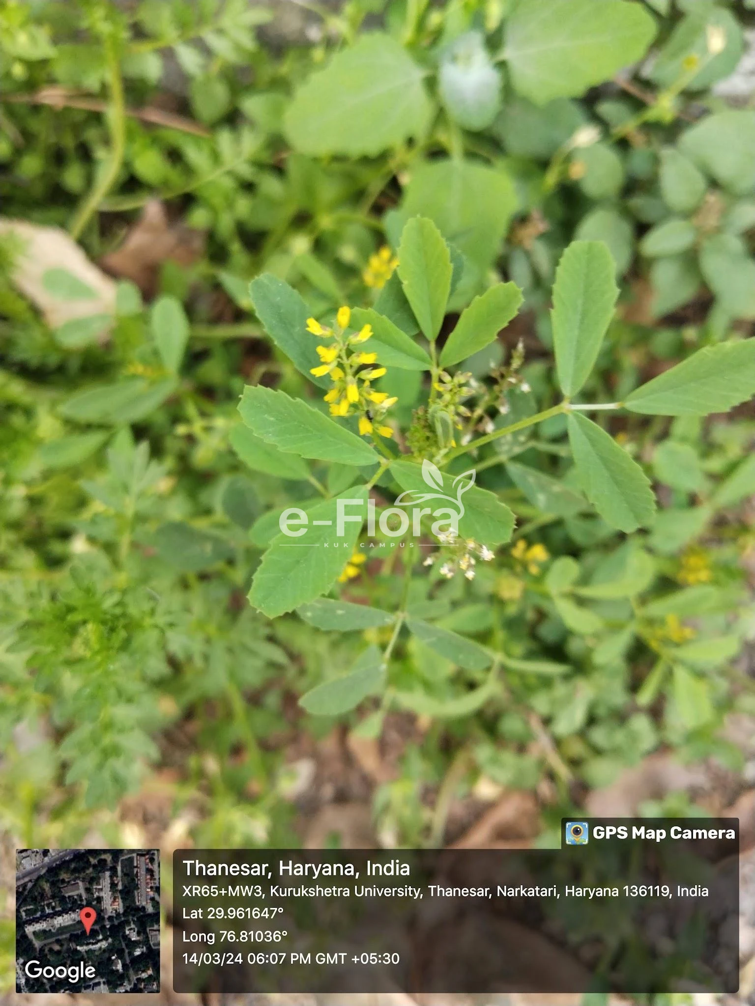 You are currently viewing Melilotus indicus (L.) All.
