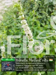 Read more about the article Mentha spicata L.