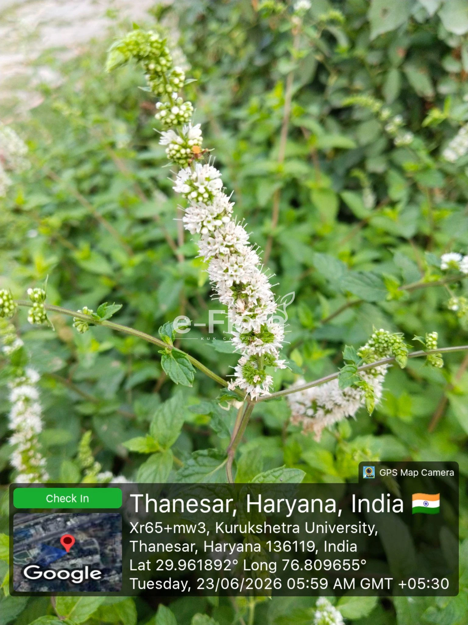 You are currently viewing Mentha spicata L.