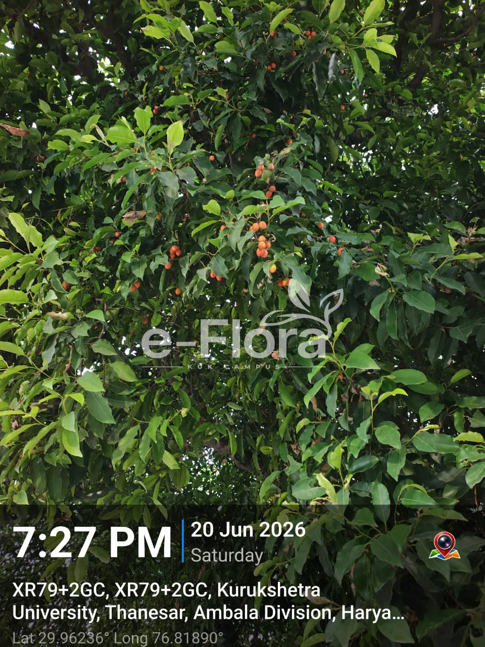 You are currently viewing Mimusops elengi L.
