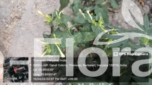 Read more about the article Mirabilis jalapa L.