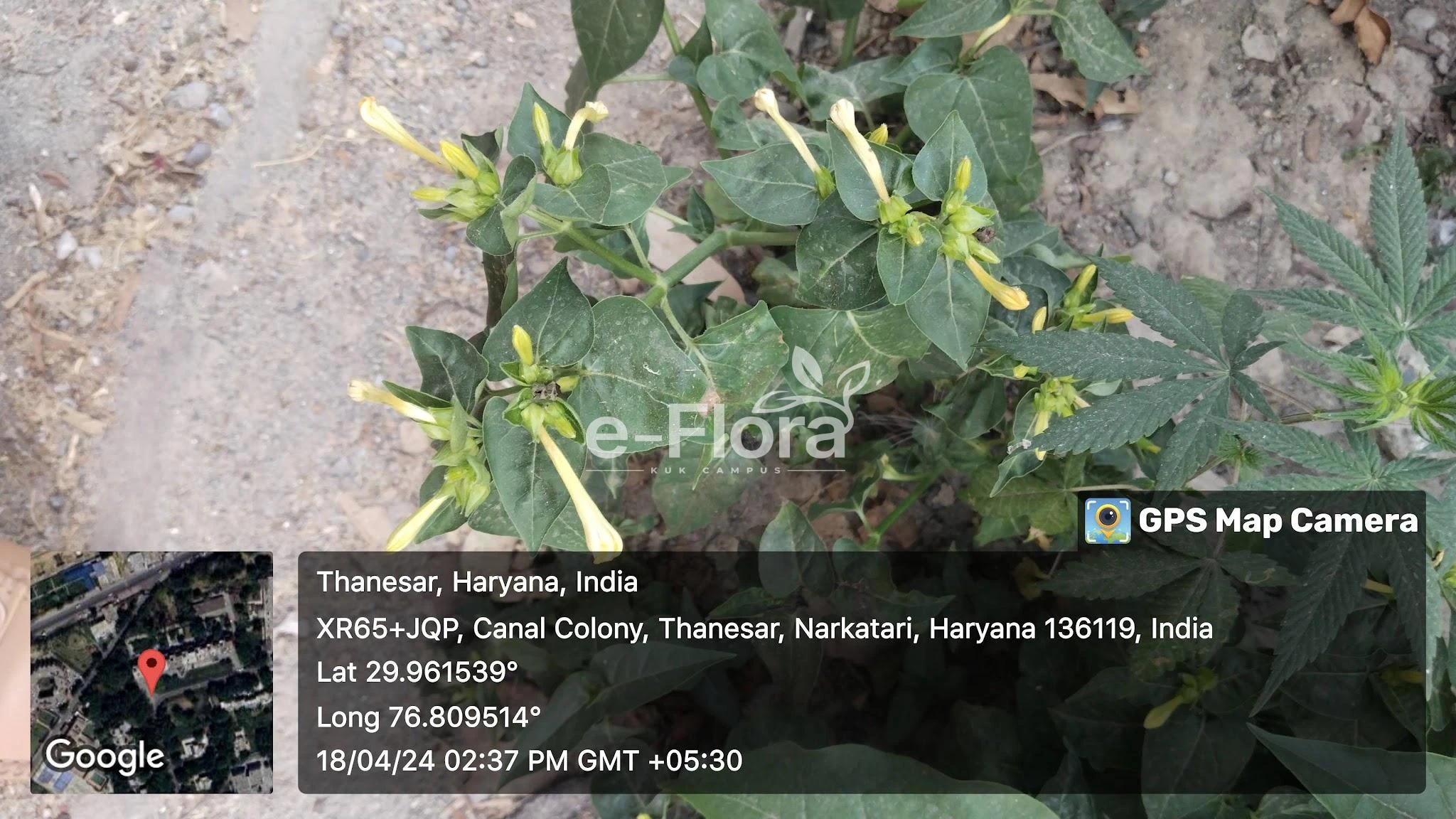 You are currently viewing Mirabilis jalapa L.