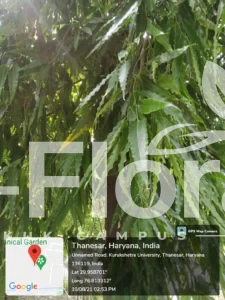 Read more about the article Monoon longifolium (Sonn.) B.Xue & R.M.K.Saunders