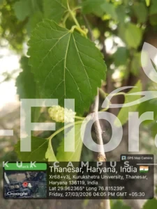 Read more about the article Morus alba L.