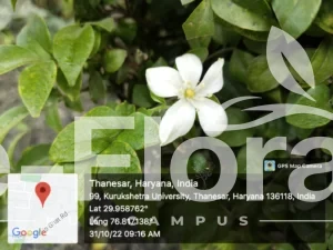 Read more about the article Murraya paniculata L. Jack 
