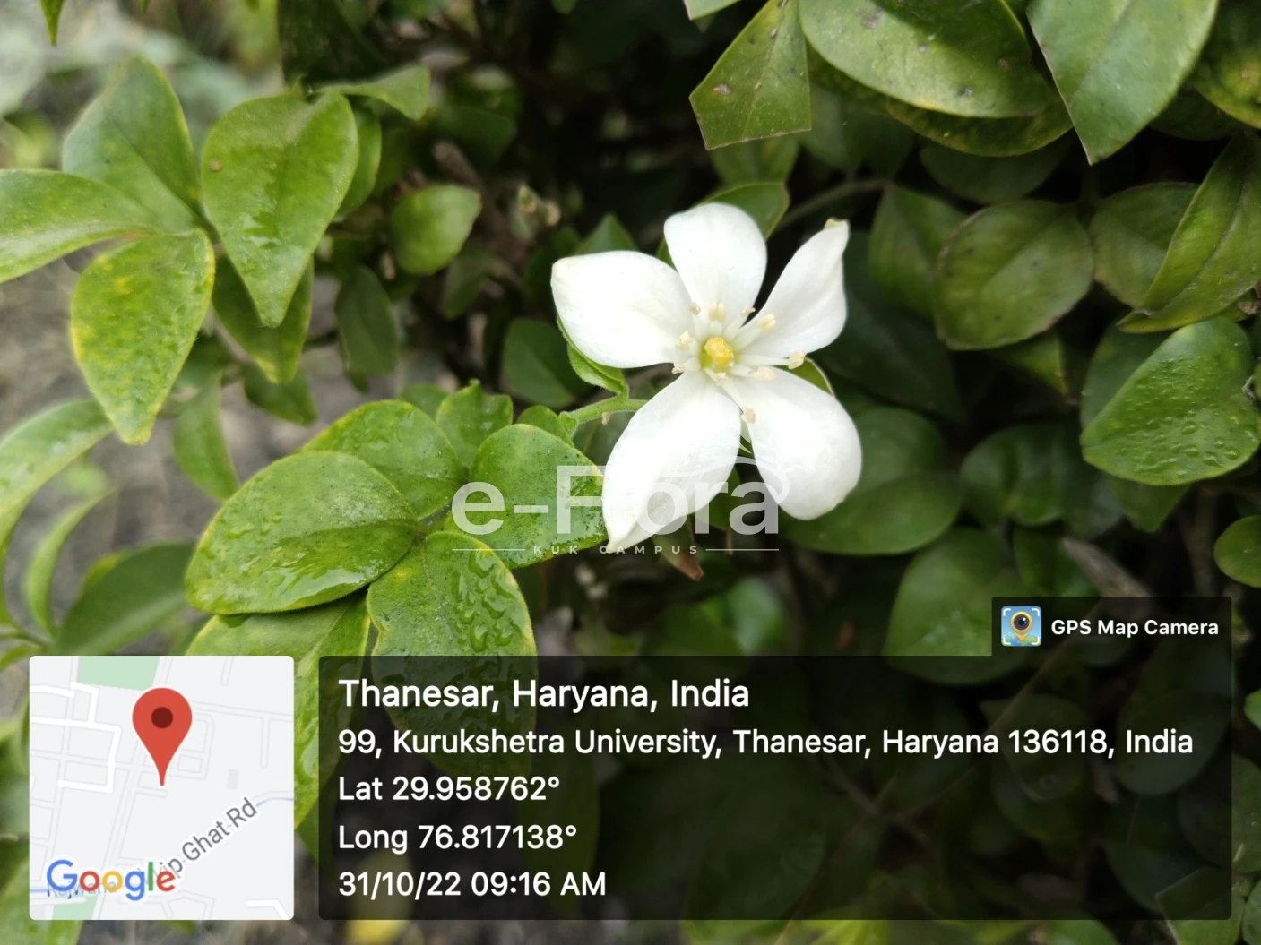 You are currently viewing Murraya paniculata L. Jack 