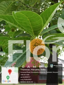 Read more about the article Neolamarckia cadamba (Roxb.) Bosser