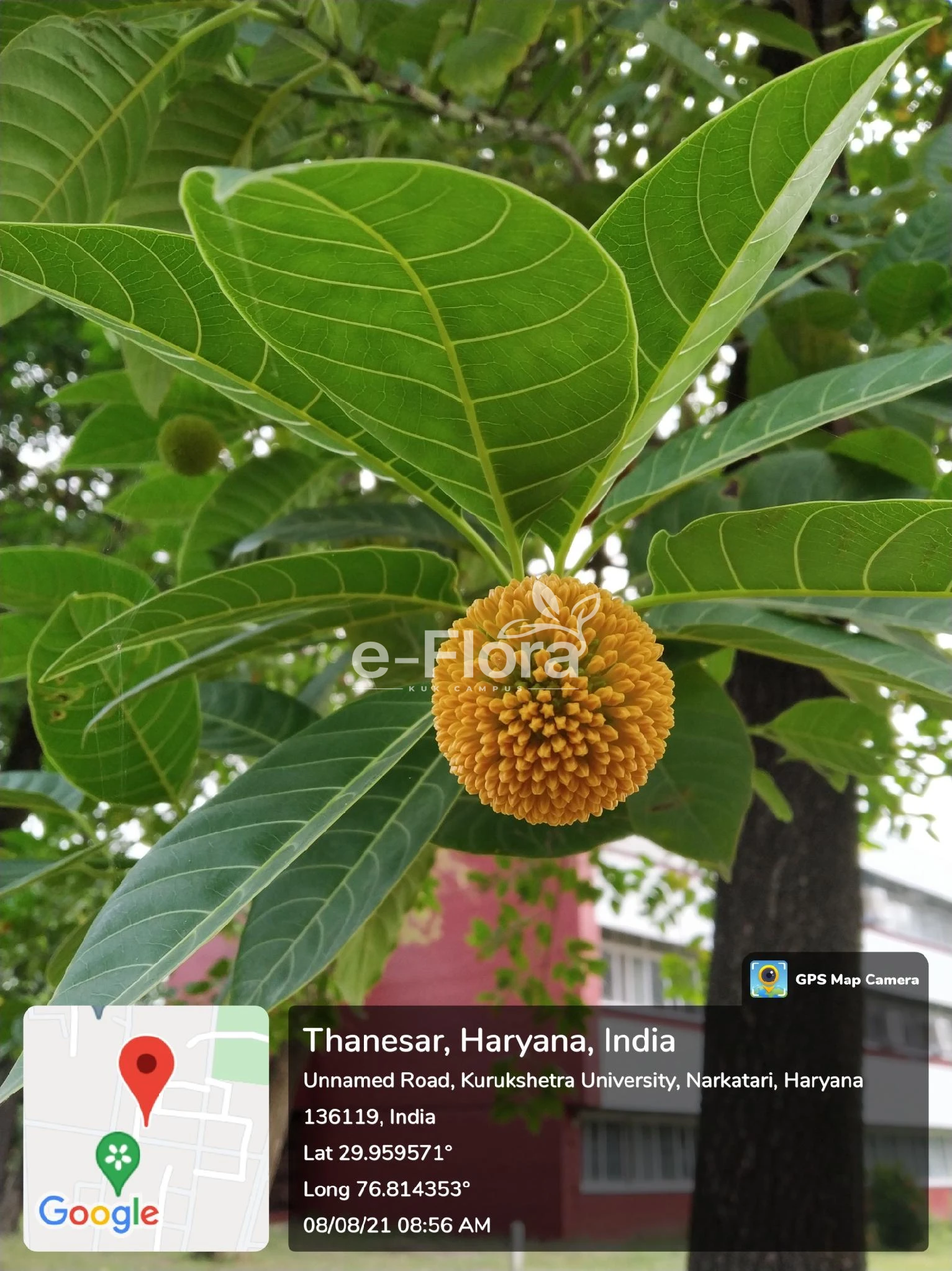 You are currently viewing Neolamarckia cadamba (Roxb.) Bosser