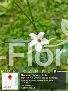 Read more about the article Nicotiana alata Link & Otto