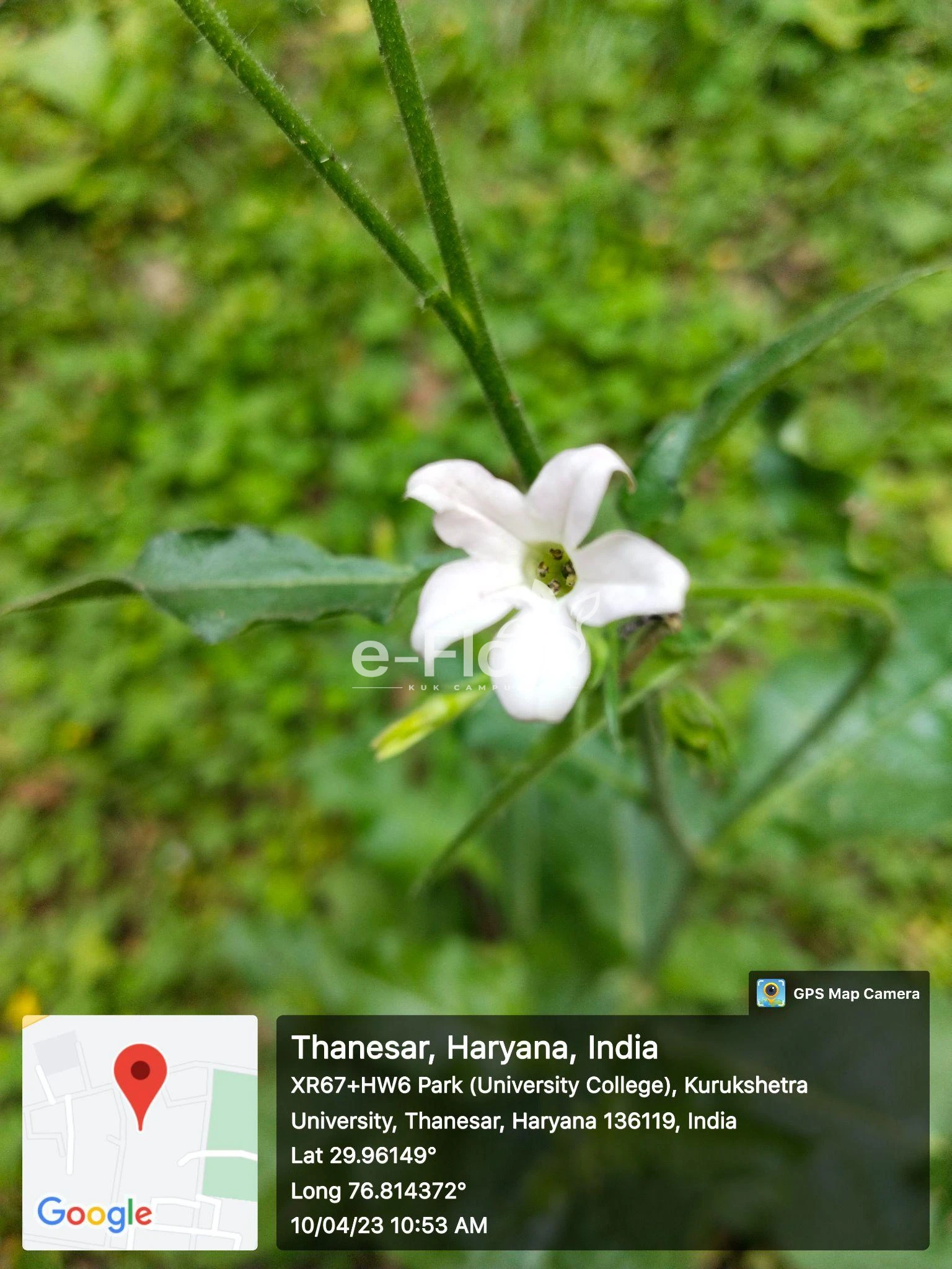 You are currently viewing Nicotiana alata Link & Otto