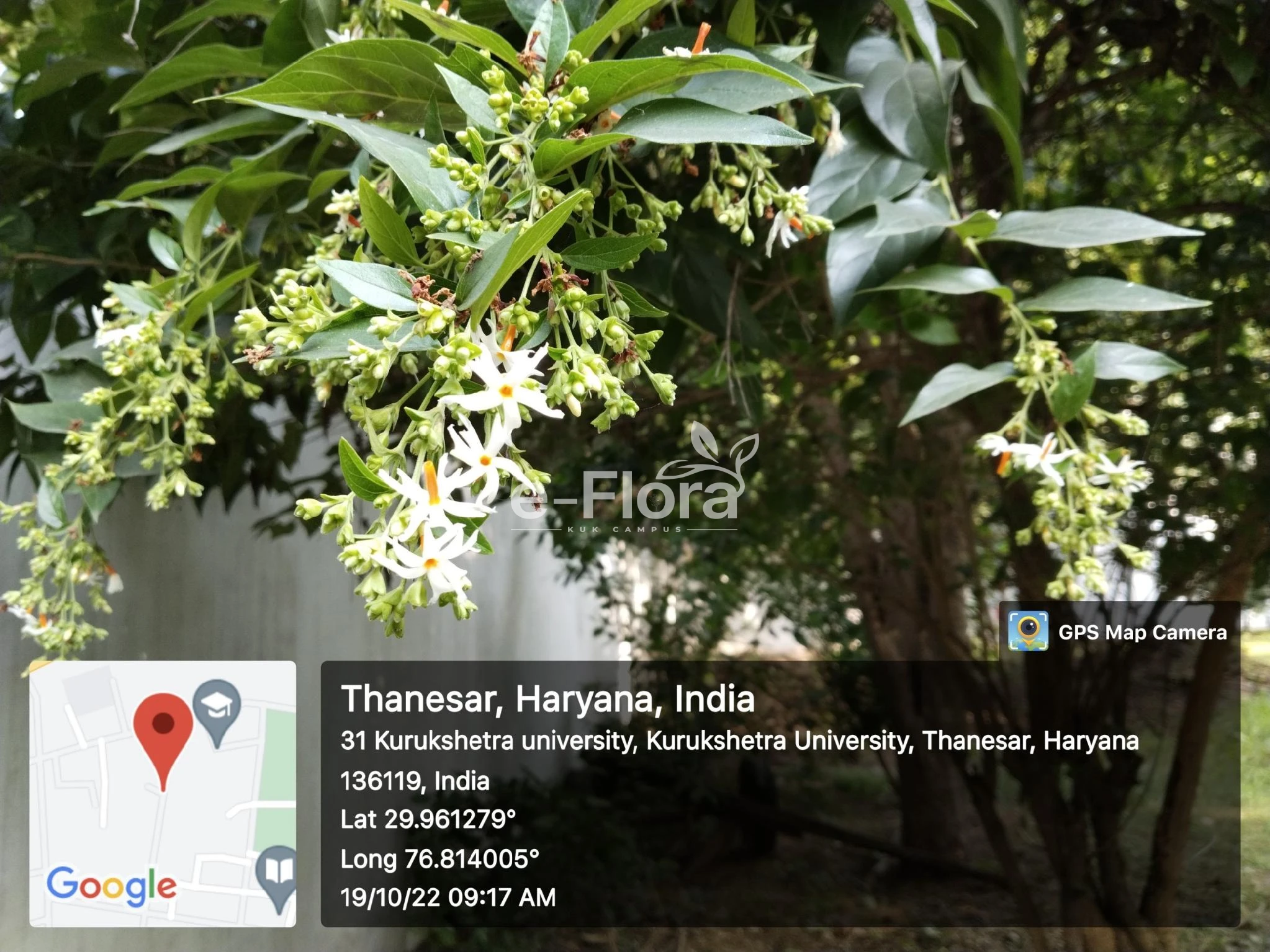 You are currently viewing Nyctanthes arbor-tristis L. 