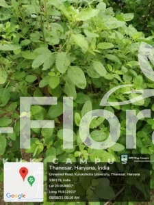 Read more about the article Ocimum tenuiflorum  L. 