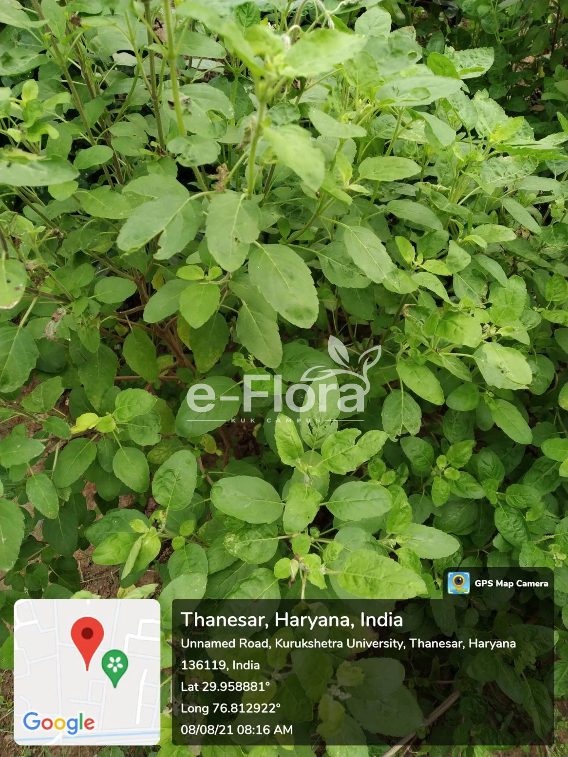 You are currently viewing Ocimum tenuiflorum  L. 