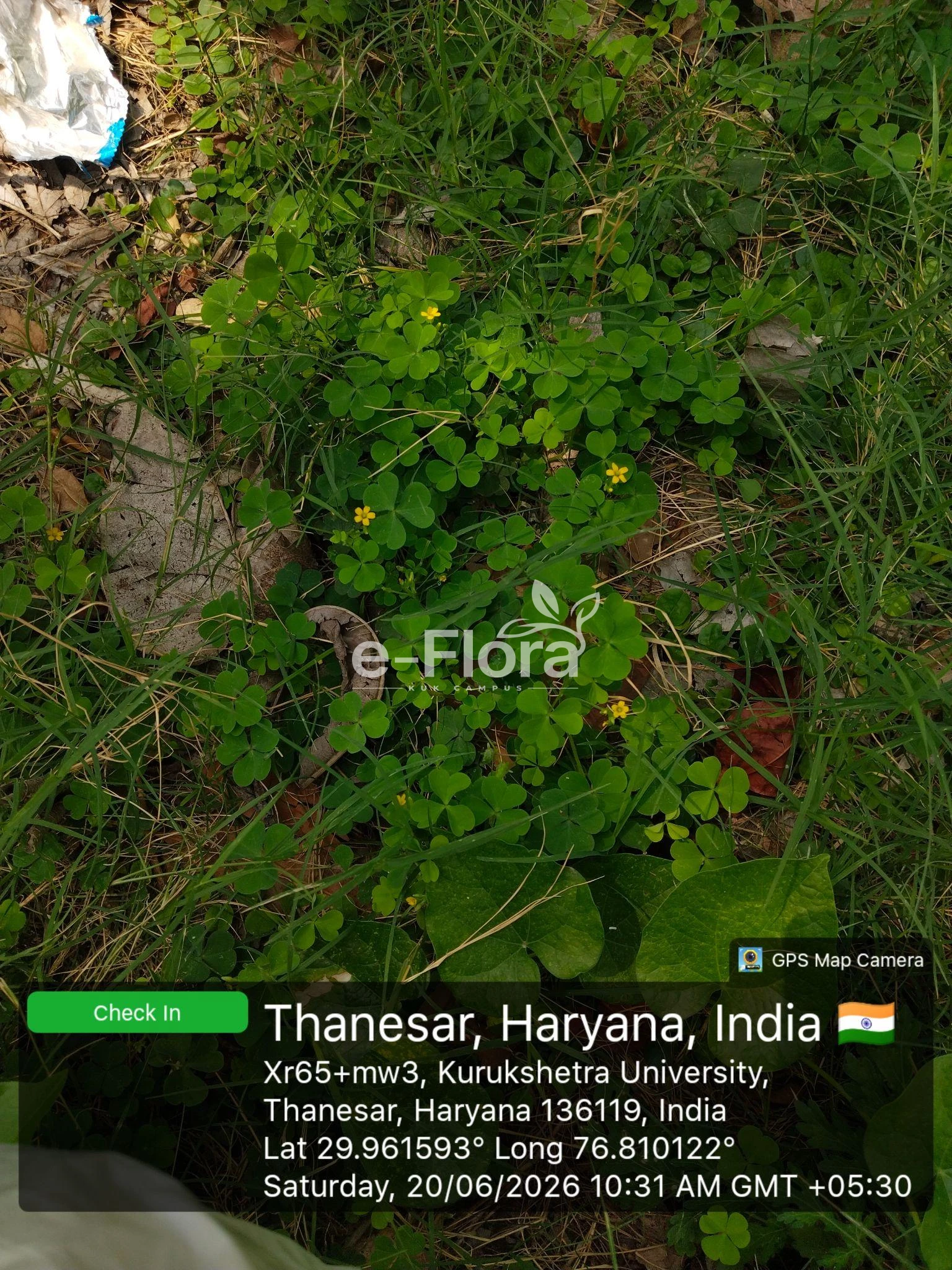 You are currently viewing Oxalis corniculata L.