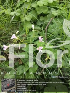 Read more about the article Oxalis debilis Kunth.