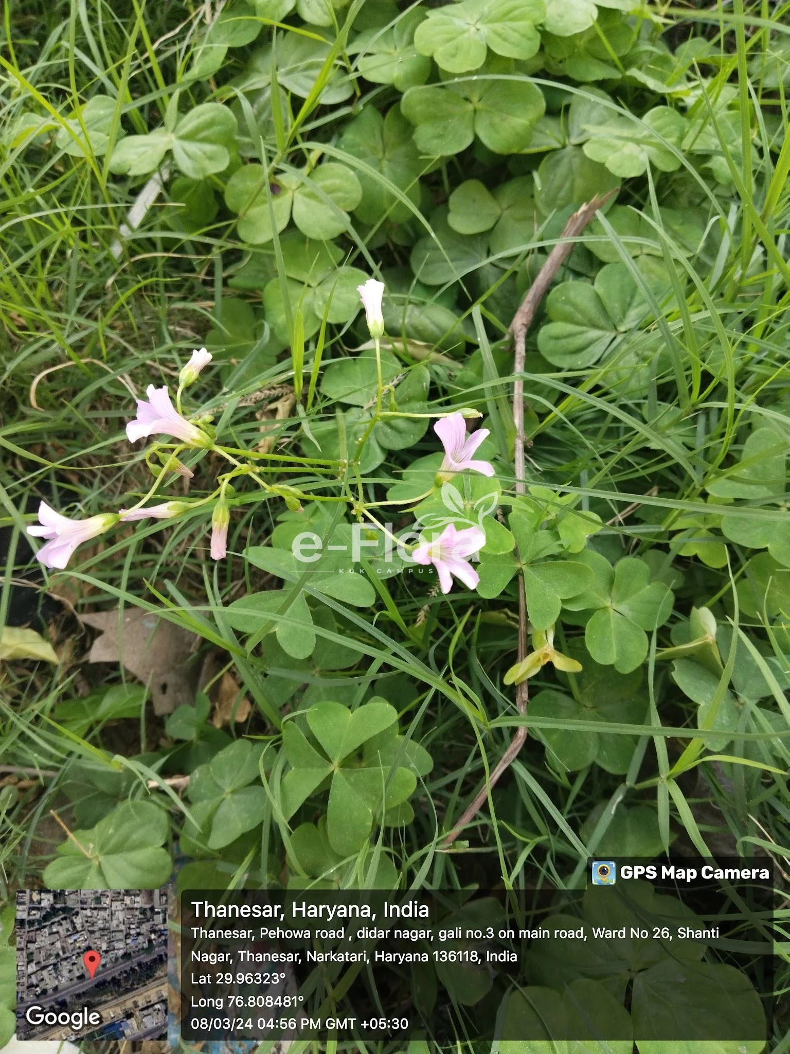 You are currently viewing Oxalis debilis Kunth.