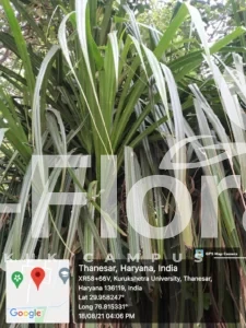 Read more about the article Pandanus odorifer (Forssk.) Kuntze