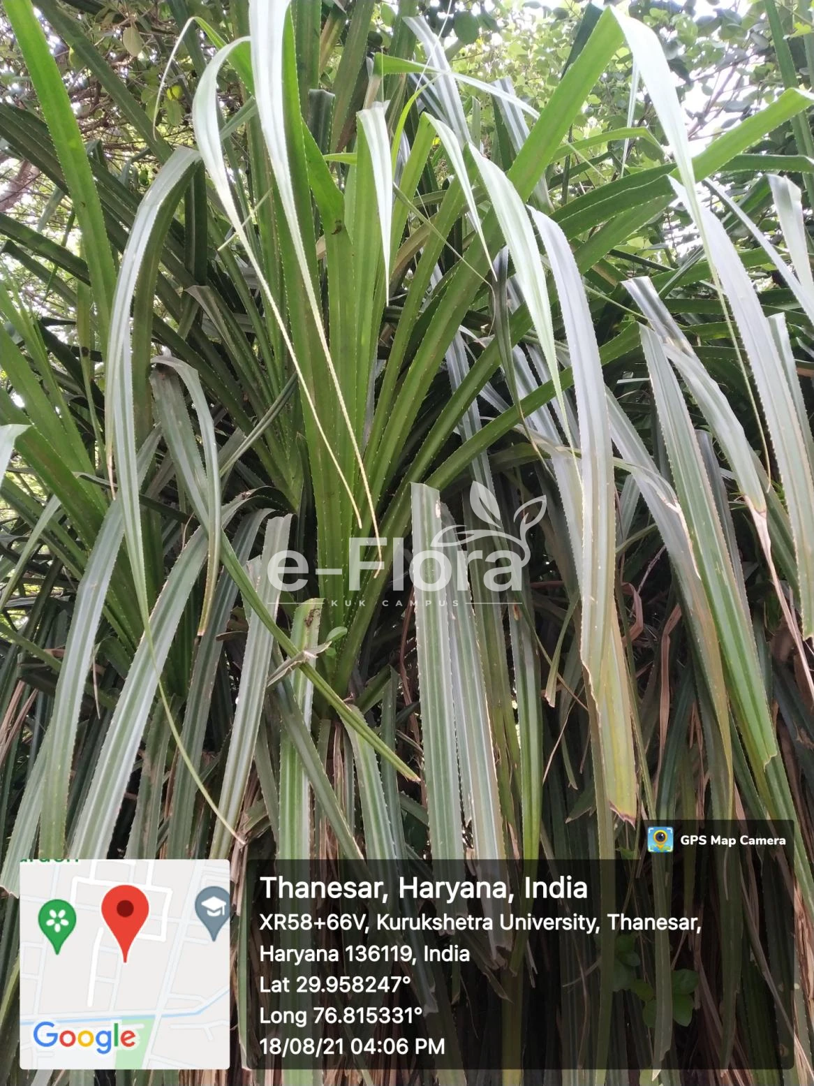 You are currently viewing Pandanus odorifer (Forssk.) Kuntze