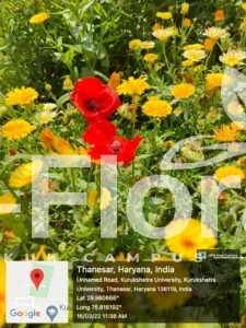 Read more about the article Papaver rhoeas L.
