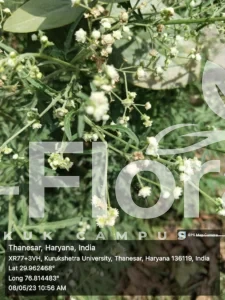 Read more about the article Parthenium hysterophorus L.​