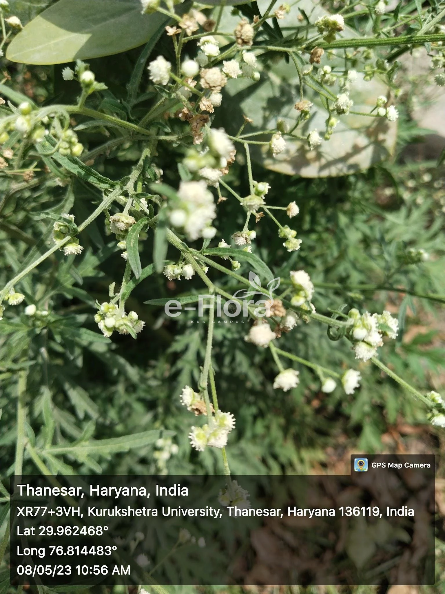 You are currently viewing Parthenium hysterophorus L.​