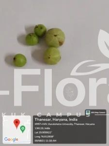 Read more about the article Phyllanthus emblica L.