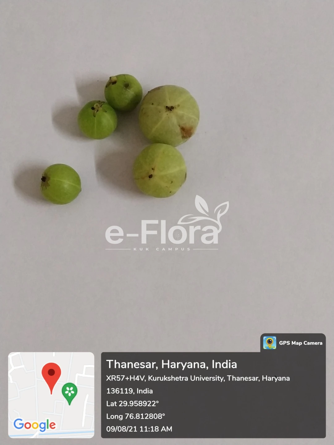 You are currently viewing Phyllanthus emblica L.