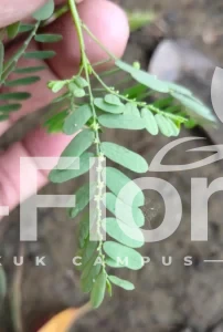 Read more about the article Phyllanthus niruri L.
